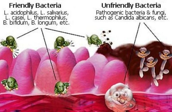 prebiotici e flora intestinale