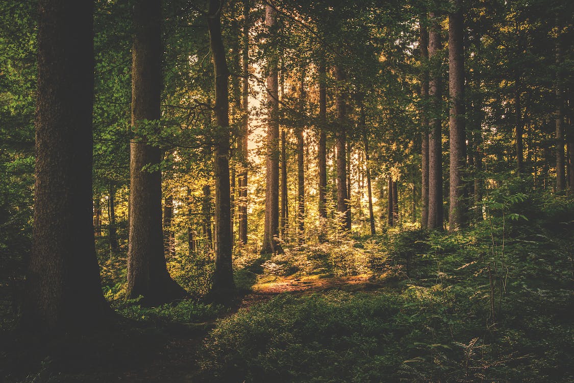 Habitat delle zecche, ambiente umido con vegetazione non curata