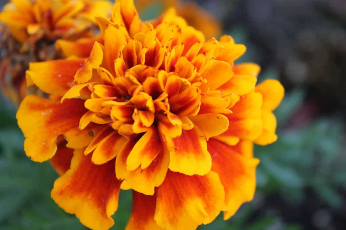 La calendula è un ottimo rimedio al prurito intimo