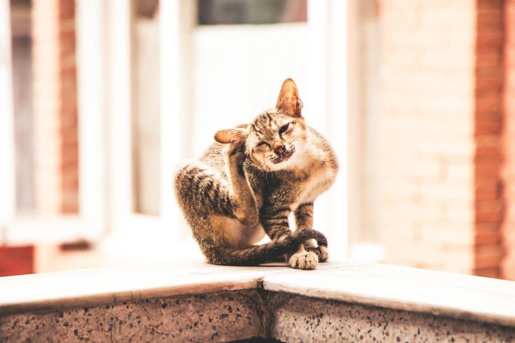 Un gatto che si gratta forse a seguito di una puntuta di zecca