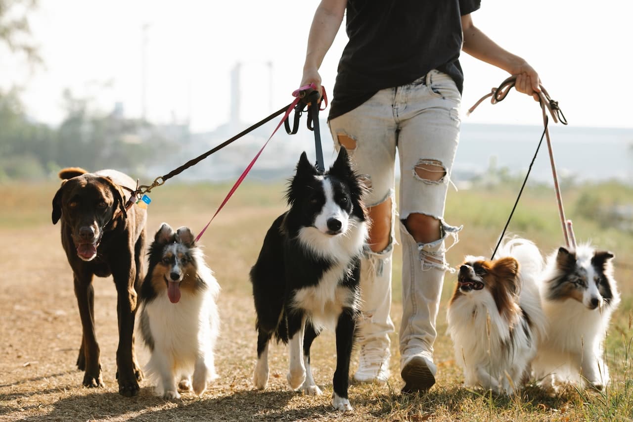 5 cani al guinzaglio - Foto di Blue Bird/pexels.com