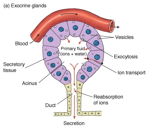 ghiancole esocrine