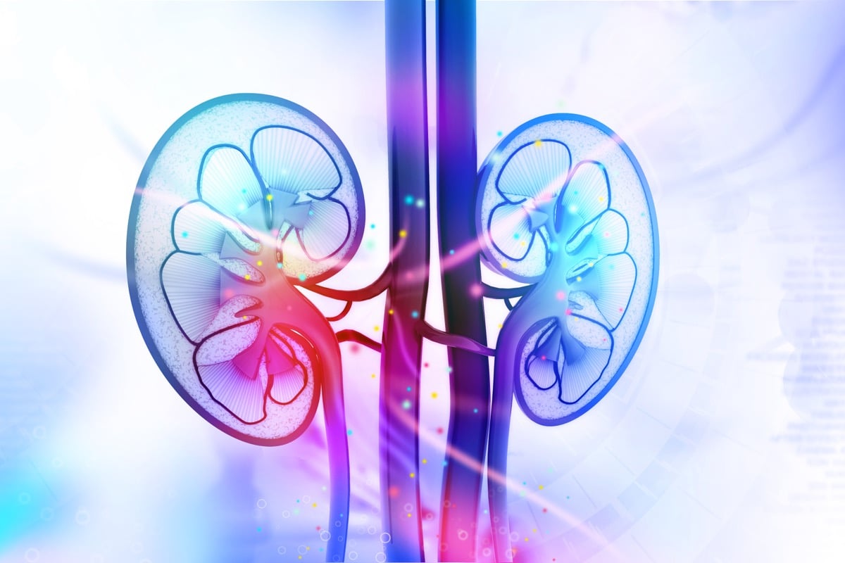 Human kidney cross section