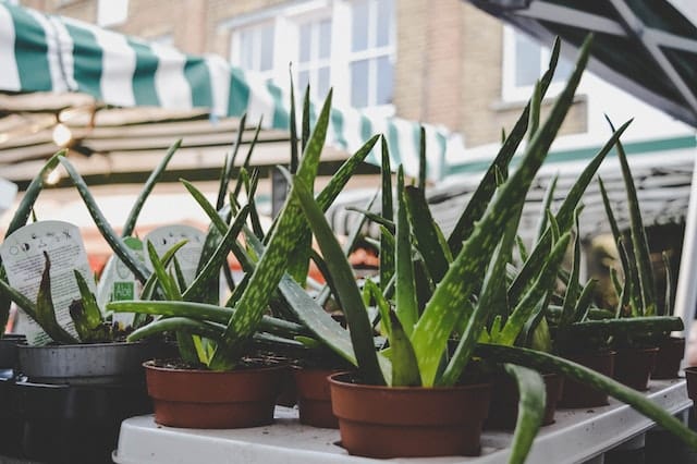 pianta di aloe - Foto di Cintia Siqueira/pexels.com